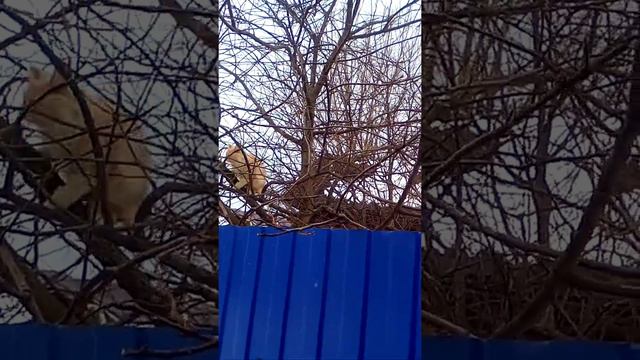 Прогулки сибирского кота Персика смотреть онлайн