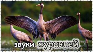 Звуки Журавлей | Какие звуки издают Журавли? | Звуки животных | Звуки природы