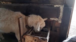 Как посчитать процент породности козы