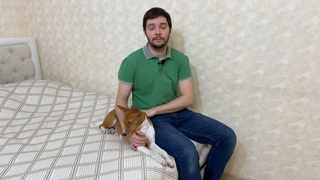 Как басенджи переносит мороз | Basenji And Frost