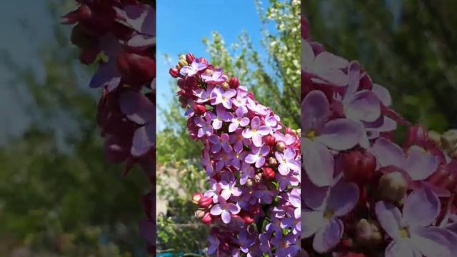 Сирень из холодного фарфора смотреть онлайн