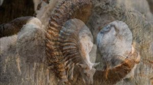 Звук барана