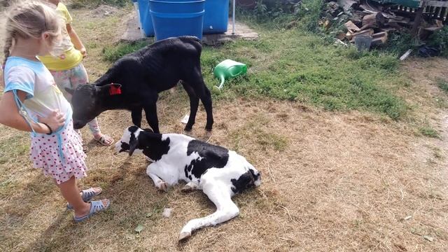 совет ветврача,чем проколоть месячных телят упавших на ноги смотреть онлайн