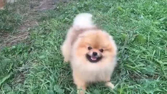 В ты это видел? Самое смешное видео померанцем шпиц танцует смотреть онлайн
