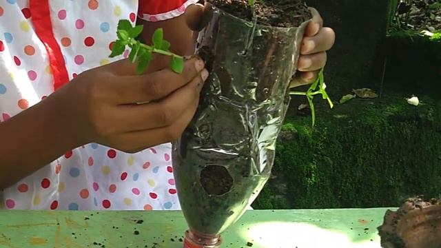 Rock Violet Planting | DIY Craft