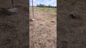 Монтаж шарнирной сетки.Рулон 50 м высота 2 м