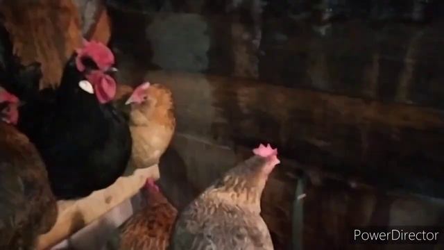 куры несутся зимой в курятнике без отопления?моя деревенская жизнь. country life смотреть онлайн