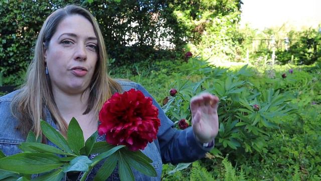Plant of the Week 6 - Peony смотреть онлайн