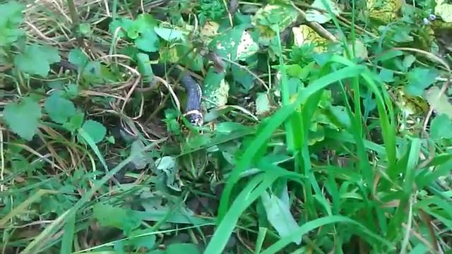 Как ест змея. 1 часть смотреть онлайн