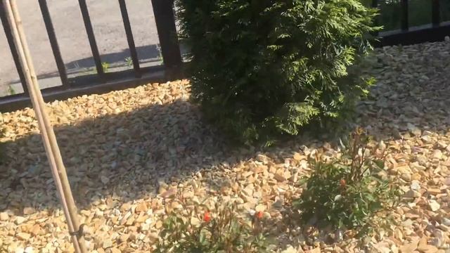 Рокарий. Создание рокария. Розы Фейри. Глаука Глобоза на штамбе смотреть онлайн