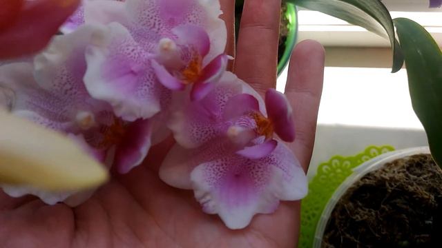 Ура💞Каттлея домашнее цветение!😍 смотреть онлайн