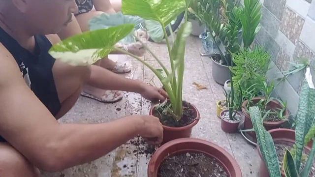 Variegated Alocasia Repotting смотреть онлайн