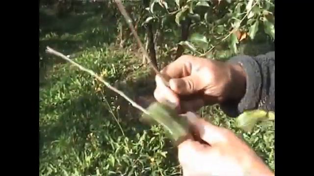 Щеплення дерев вічкування ч 1 смотреть онлайн