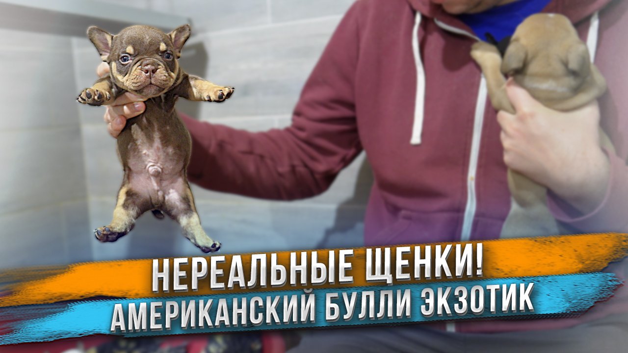 Необъяснимое поведение двух щенков! смотреть онлайн