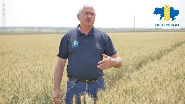 Николай Вигурский о технологии защиты зерновых от Украгроком смотреть онлайн