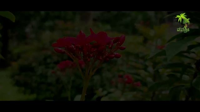 Flowers / 30 / Peregrina / Jatropha integerrima / Jatropha / Beautiful flowers смотреть онлайн