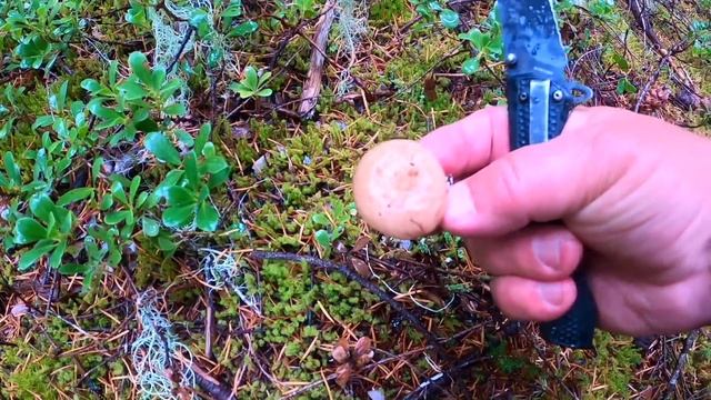 ЯПОНЦЫ ОТ НИХ ПИЩАТ!  МАЦУТАКЭ - ДОРОГУЩИЕ ГРИБЫ. СБОР ГРИБОВ В США. ПОСЛЕДНЯЯ ГРИБАЛКА. ТИХАЯ ОХОТ