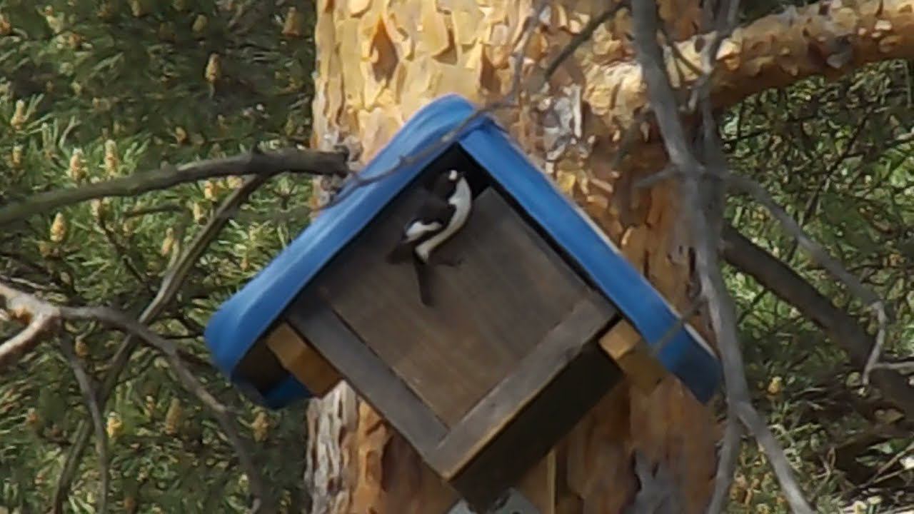 28 Мухоловки-пеструшки заселились в синичнике и вывели потомство смотреть онлайн