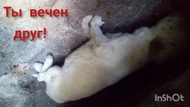 Ты вечен, друг! Стих. Григорий Гайя.#стихи о вечном#реинкарнация#собаки#новорожденный смотреть онлайн
