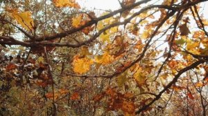 AUTUMN IN MELBOURNE (GUITAR SOLO) INSTRUMENTAL MUSIC