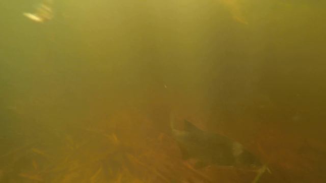 Косяк леща смотреть онлайн