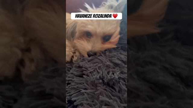 Гаванский Бишон Розалинда 1 годик! #havanesedog #mydog #puppylife #dogs смотреть онлайн