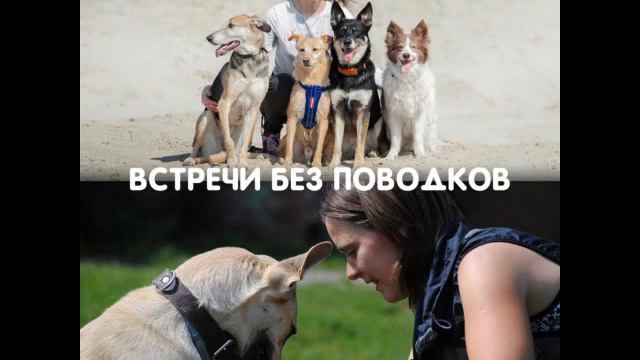 Встреча без поводков №13 | Кликер: когда нужен и когда мешает смотреть онлайн