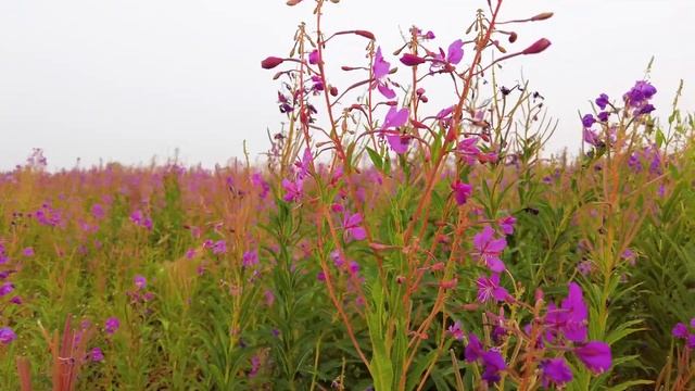 Природа Ямала смотреть онлайн