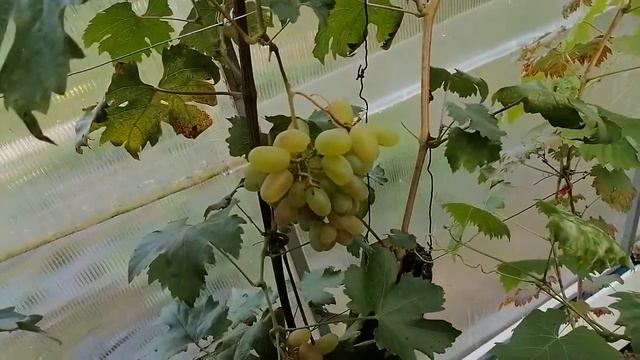 Виноград обзор 24 09 21 - Вызревание лозы.