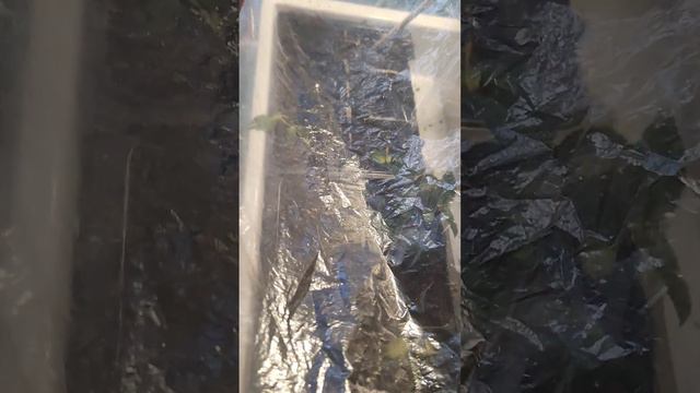 Как приживается роза Кордана в квартирных условиях. После рассадки прошло 12 дней.Черенкование. смотреть онлайн