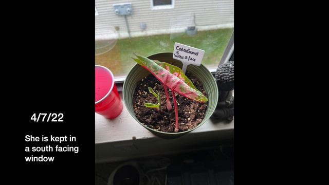 Growing Caladium From Bulbs | Timelapse| DIY Planting| Elephant Ears смотреть онлайн