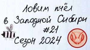 Ловим пчёл в Западной Сибири