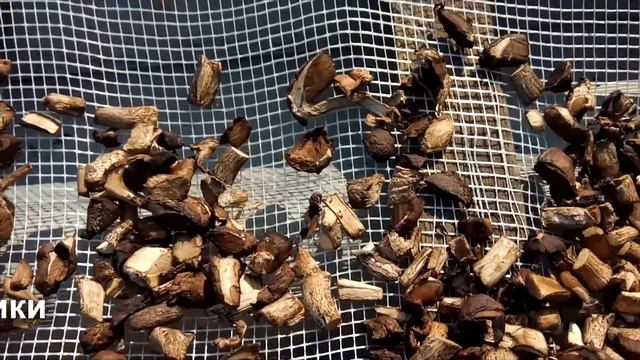 Сушим грибы на солнце быстро (маслята, подберезовики) смотреть онлайн