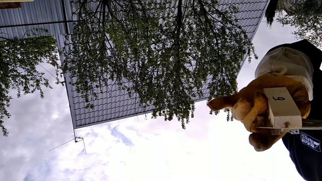 Дачное пчеловодство в Ленинградской области#мëд# сезон 2021# делаю отводки смотреть онлайн