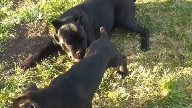 АБ ТАКОЙ ОДИН играет смотреть онлайн