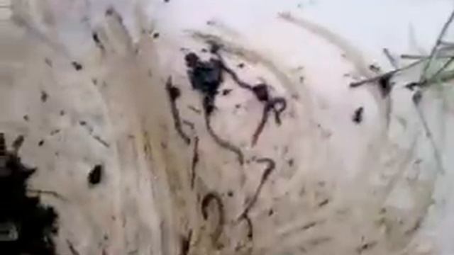 Червь Старатель Владимирский. Выращивание червей в домашних условиях.