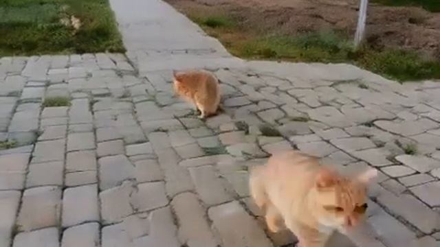 Video from Neural Network. * Видео от нейросети. смотреть онлайн