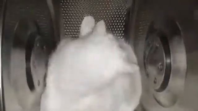 Приключения Пушка в стиральной машинке. Любимый белый котик смотреть онлайн