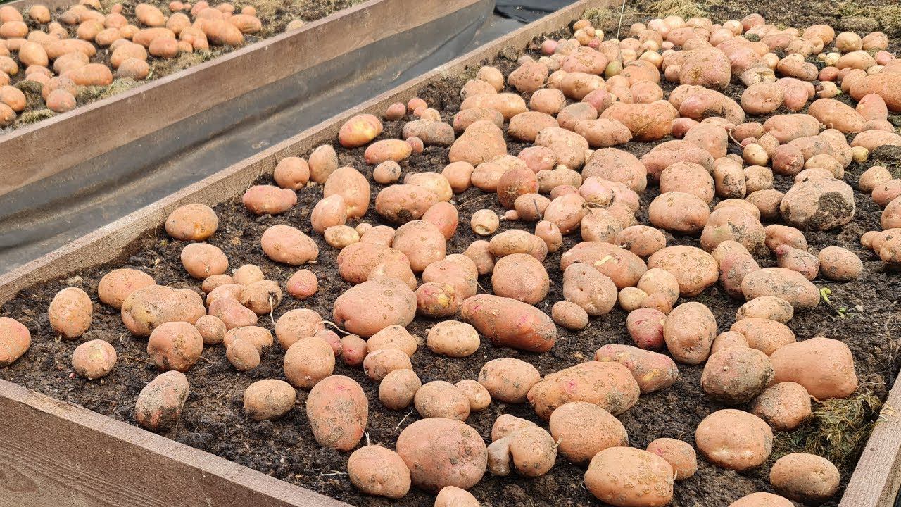 Жалею, что не делали так раньше! Посадили картошку по ОСОБОЙ МЕТОДИКЕ, выкопали урожай Shorts смотреть онлайн