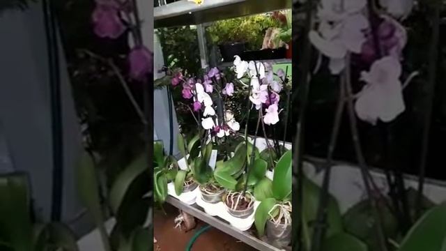 Орхидеи по 59 и 99 рублей.Уценка в Оби.Много орхидей.Оби.Мега.Белая дача. смотреть онлайн