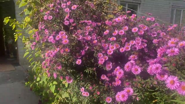 Астра зимняя американская ? смотреть онлайн