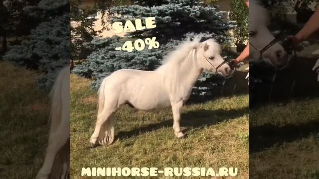 ПРОДАЖА МИНИАТЮРНАЯ ЛОШАДЬ АКЦИЯ смотреть онлайн