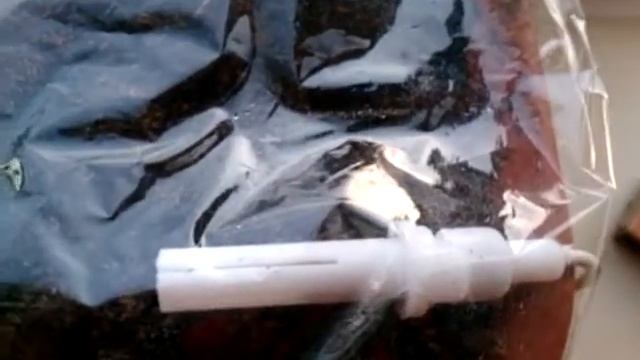 Выращиваем Укроп Петрушку Кинзу зимой на подоконнике смотреть онлайн