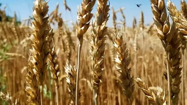 САМВЕЛ АДАМЯН МАТЬ ГРАНДЕНИКО ДАЛА ПОНЯТЬ ЧТО LUПИТ АНДРЕЯ смотреть онлайн