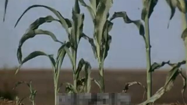 Как увеличить количество початков кукурузы смотреть онлайн