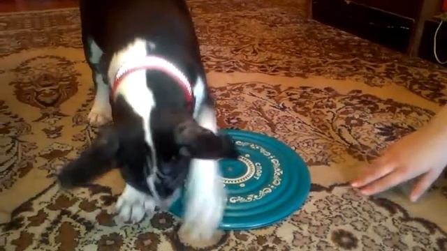 Луноход осваивает диск здоровья.