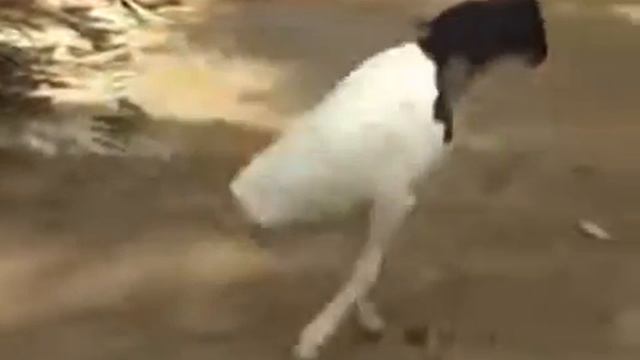 Чудеса Аллаха Посмотрите пожалуйста И не забудь подписаться ради Аллаха и ждёт вас много интересно смотреть онлайн