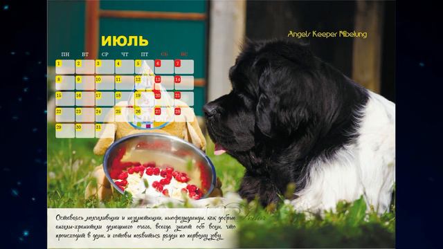 Календарь ньюфаундленд 2019 \ the calendar Newfoundland 2019 смотреть онлайн