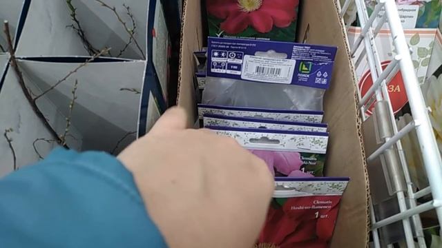 Саженцы в магазине Ашан. Воронеж. смотреть онлайн