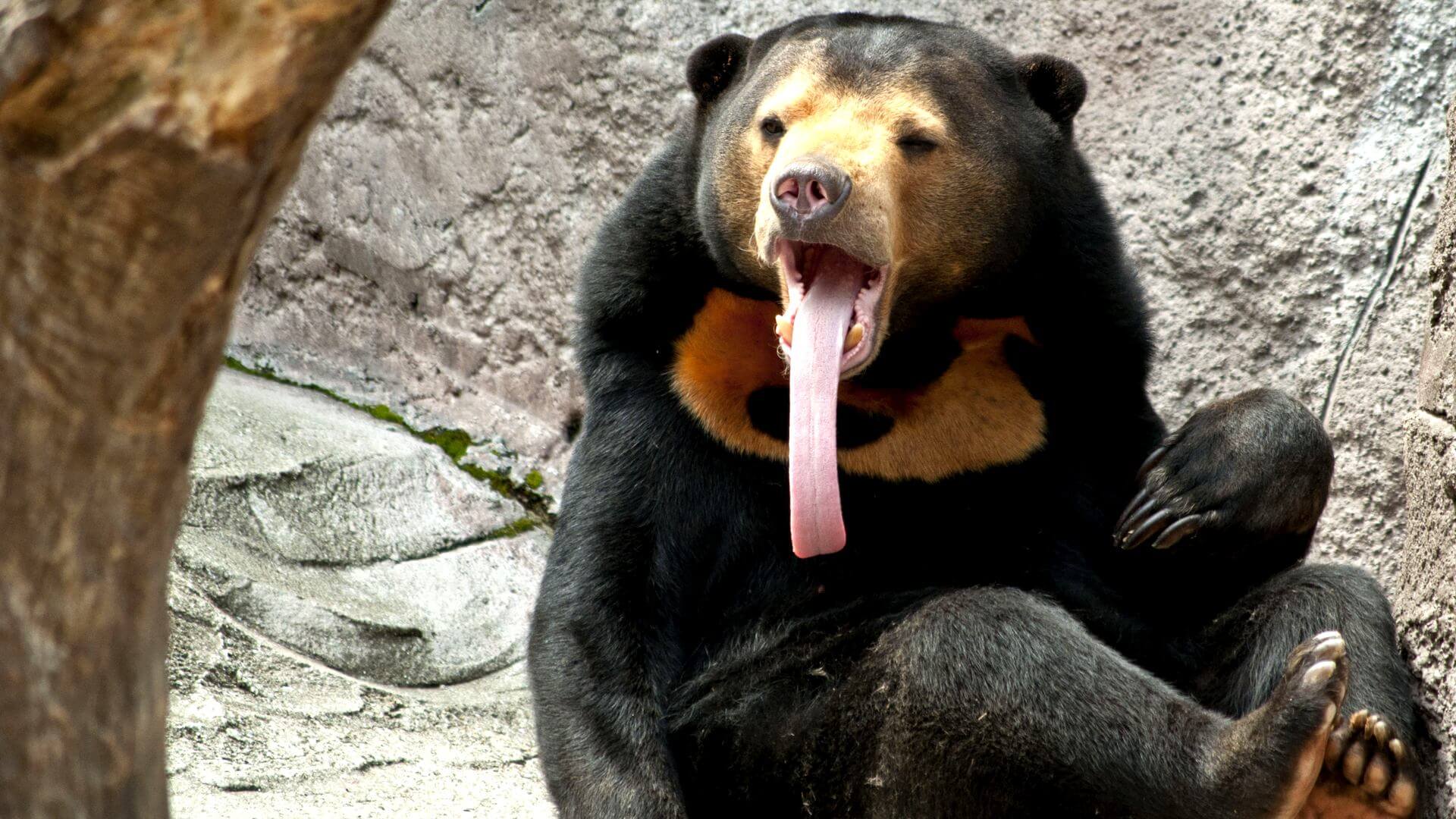 БИРУАНГ: Добрый, смешной, но вымирающий малайский медведь | Интересные факты про медведей смотреть онлайн